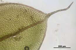Image of Bryum elegans Nees ex Bridel 1827