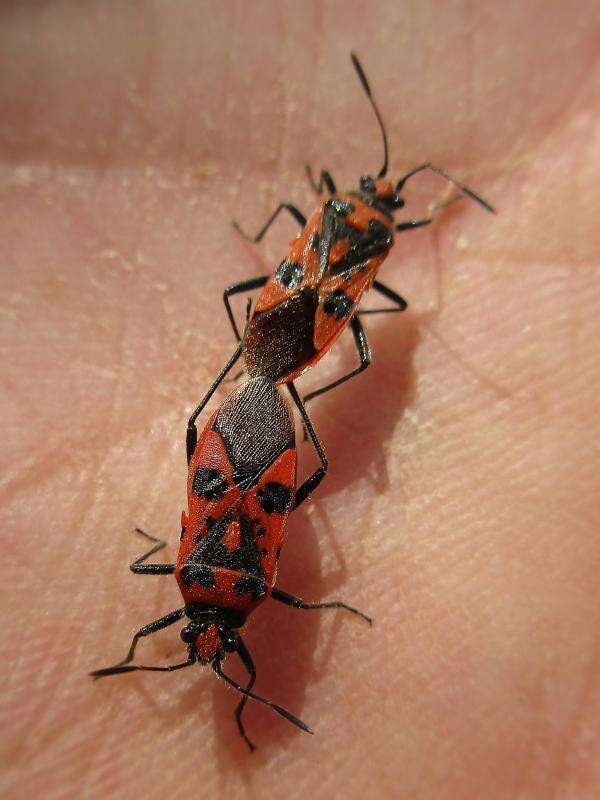 Image of black & red squash bug