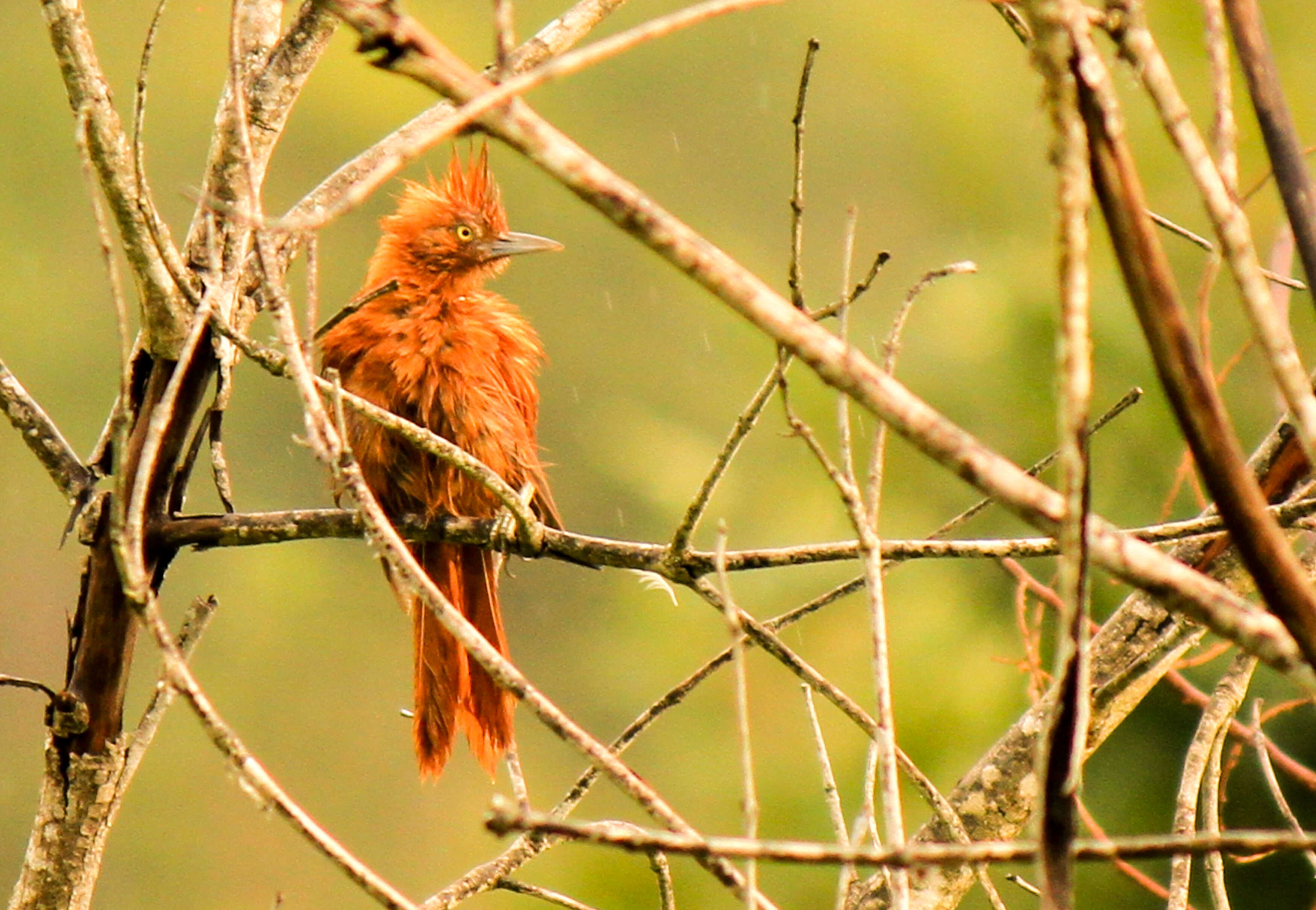 Pseudoseisura cristata (Spix 1824)的圖片