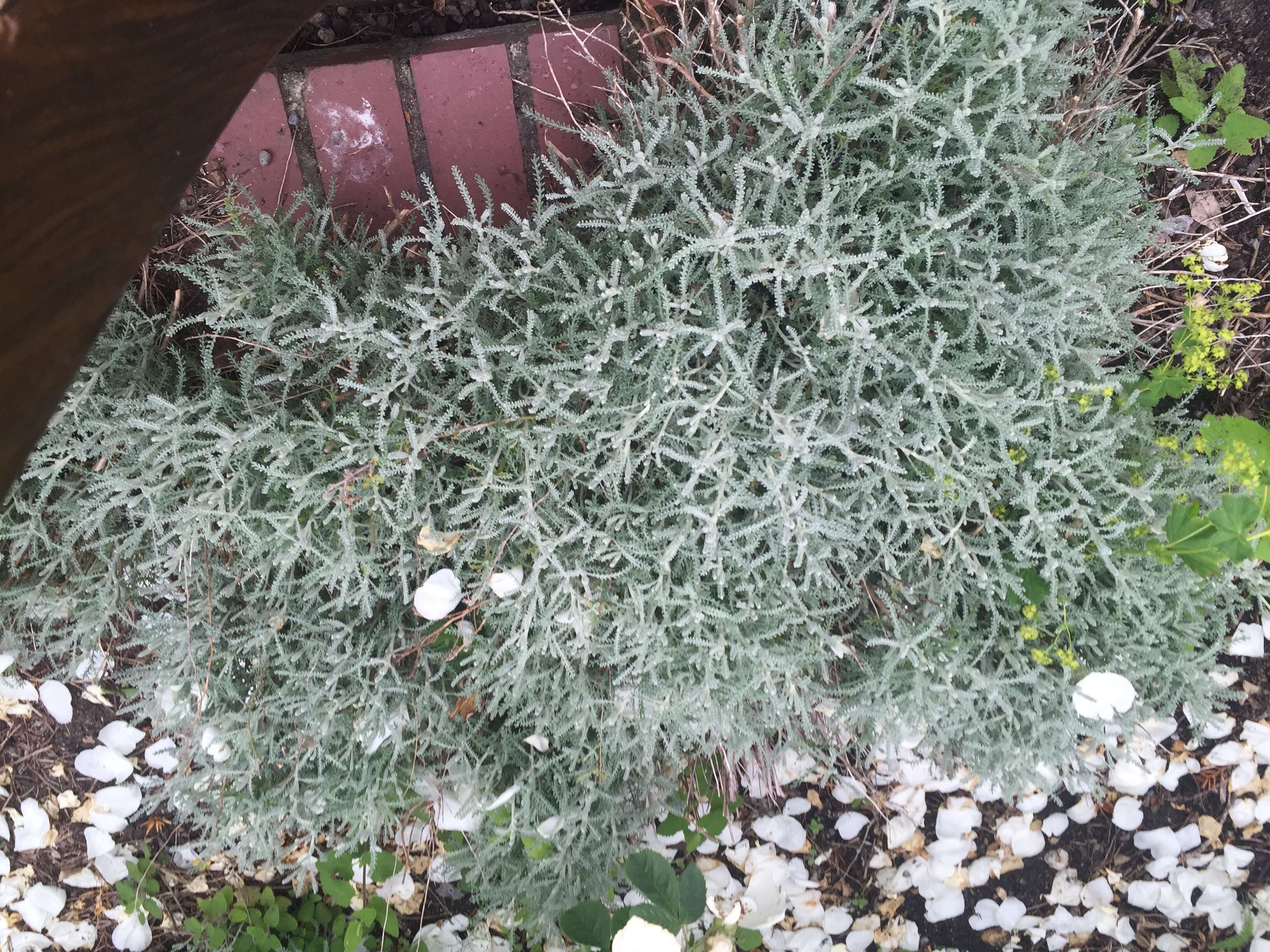 Image of lavender cotton