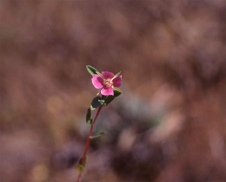 Plancia ëd Clarkia davyi (Jepson) H. & M. Lewis