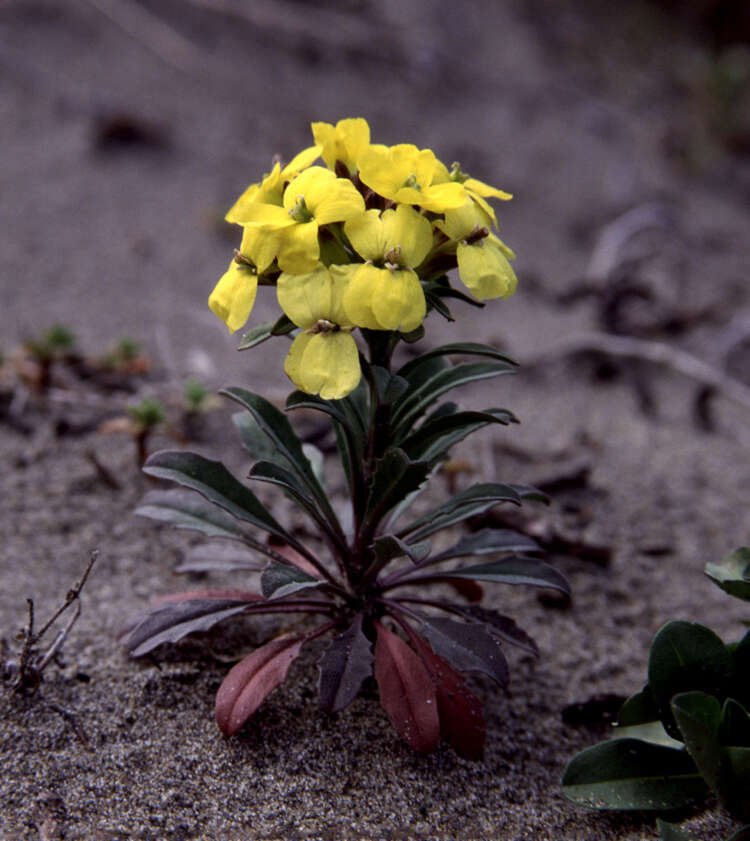 Imagem de Erysimum menziesii (Benth. & Hook. fil.) Wettst.