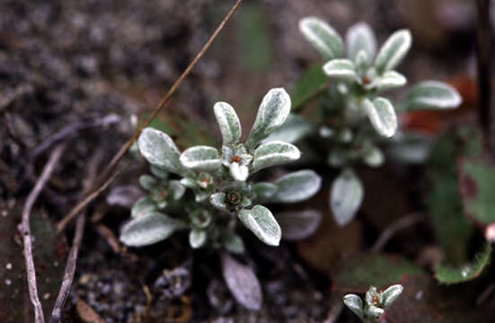 Image of dwarf-cudweed