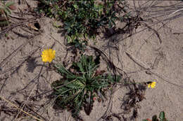 Image of lesser hawkbit