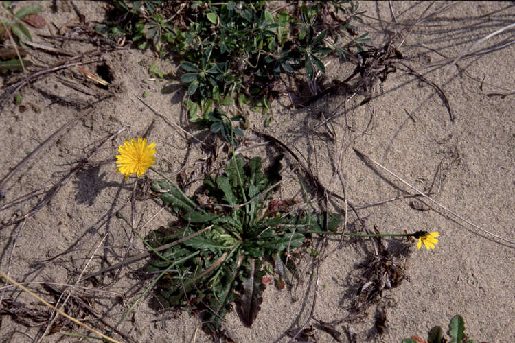 Image of lesser hawkbit