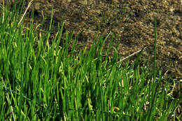 Image of grasswort