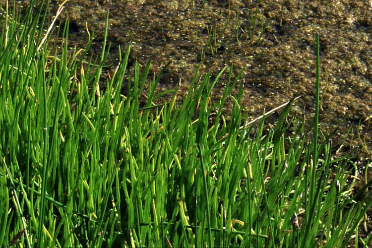 Image of grasswort