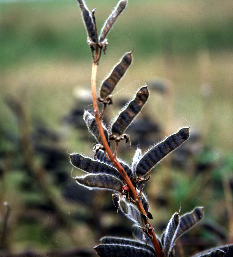 Image of Riverbank Lupine