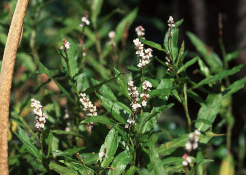 Image of Swamp Smartweed