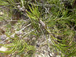Image of Melaleuca borealis L. A. Craven