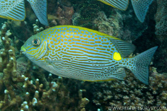 Image of Lined rabbitfish