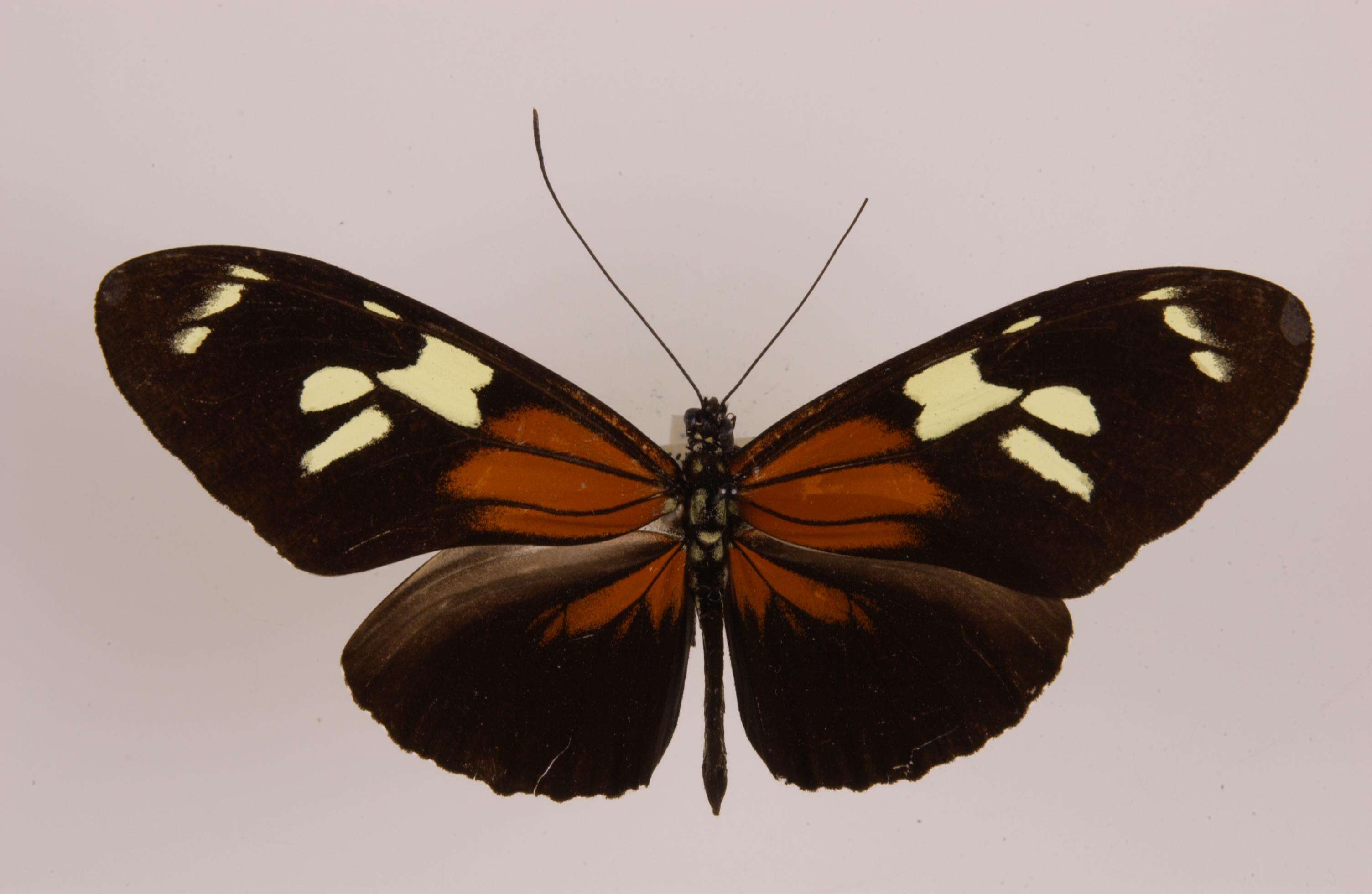 Image of Heliconius burneyi Hübner 1816