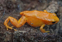 Image of Ginger Tree Frog