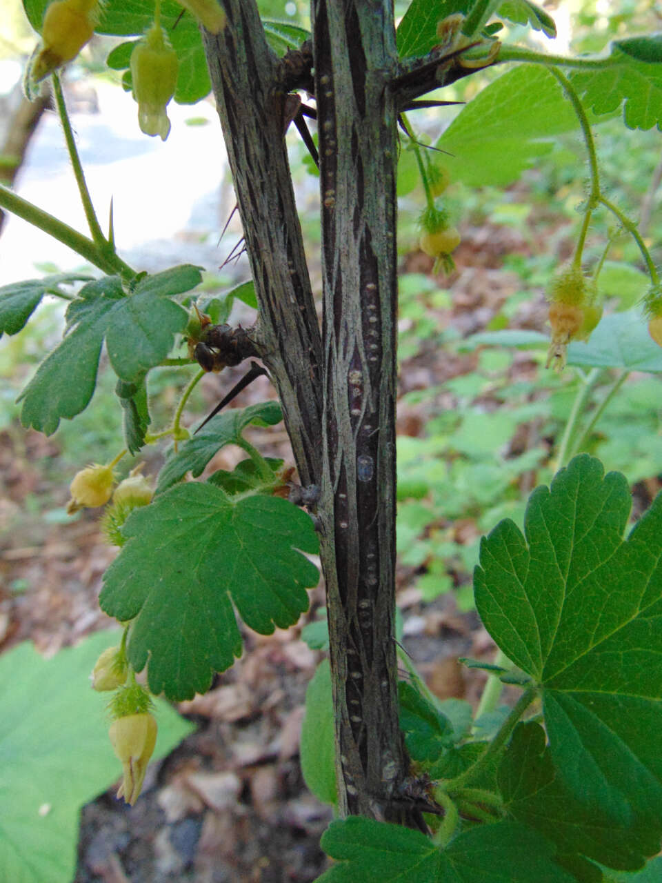 Image of eastern prickly gooseberry