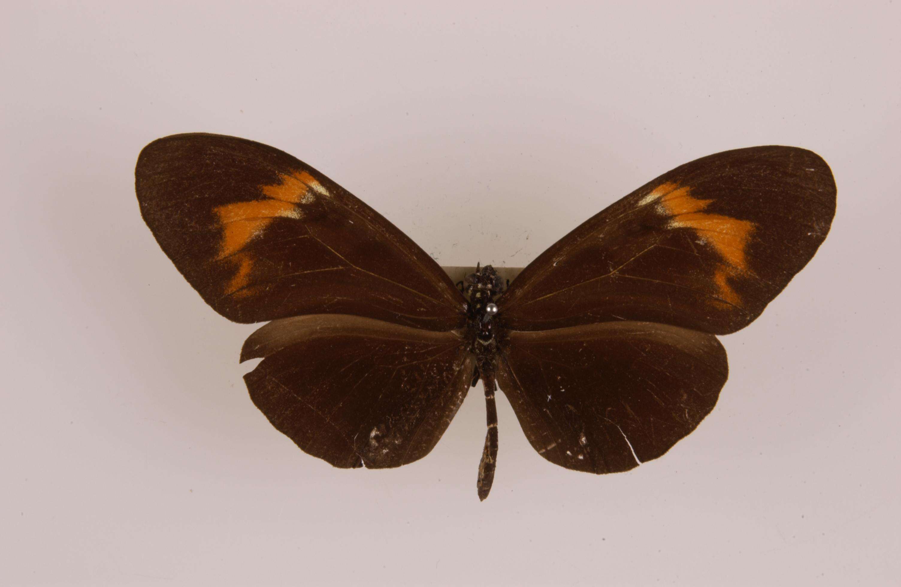 Imagem de Heliconius heurippa Hewitsoni 1854