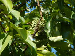 Image of soursop