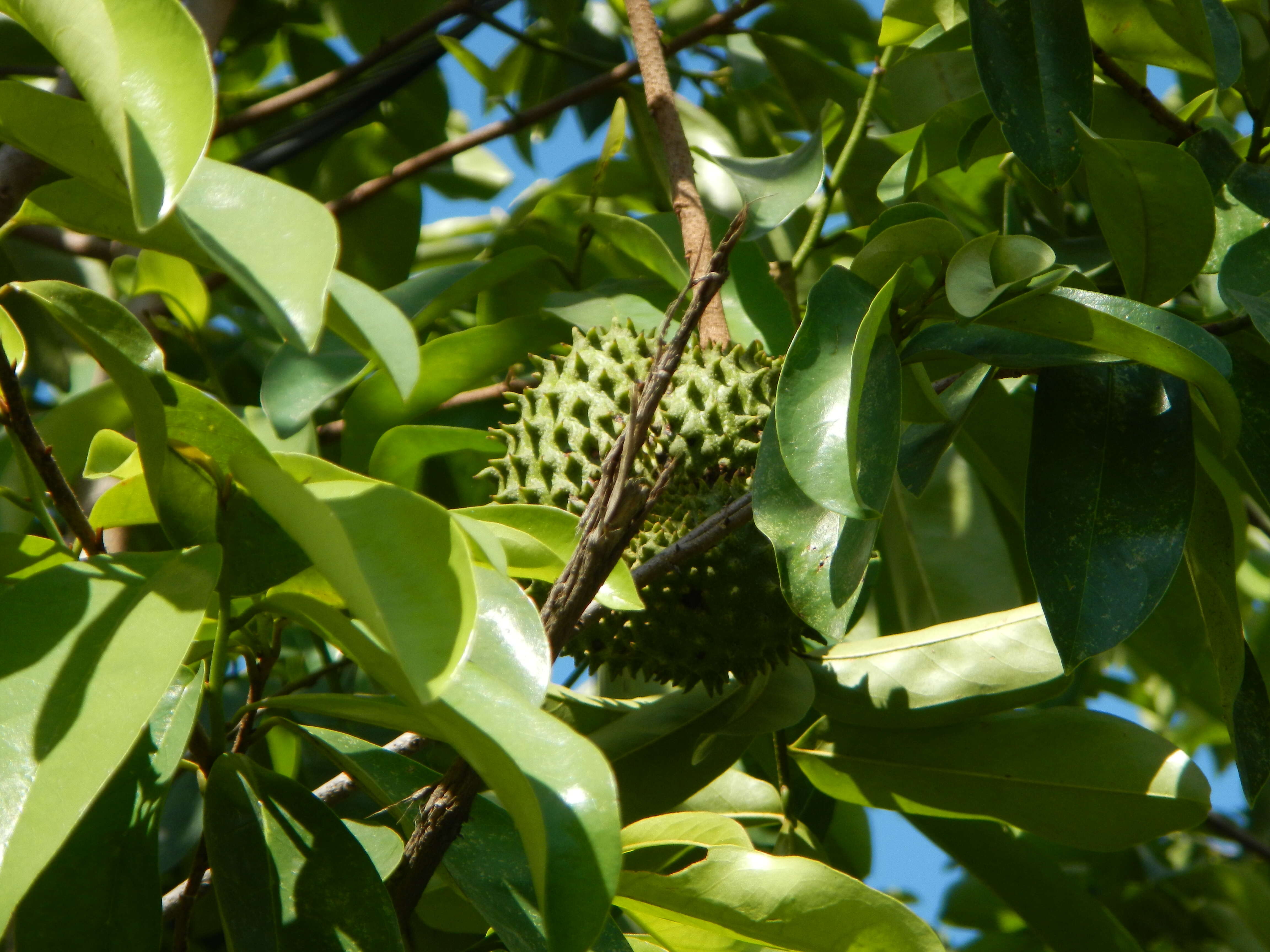 Image of soursop