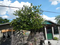 Image of soursop