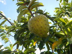 Image of soursop