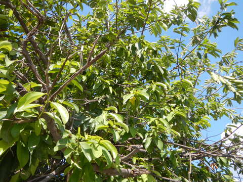 Image of soursop