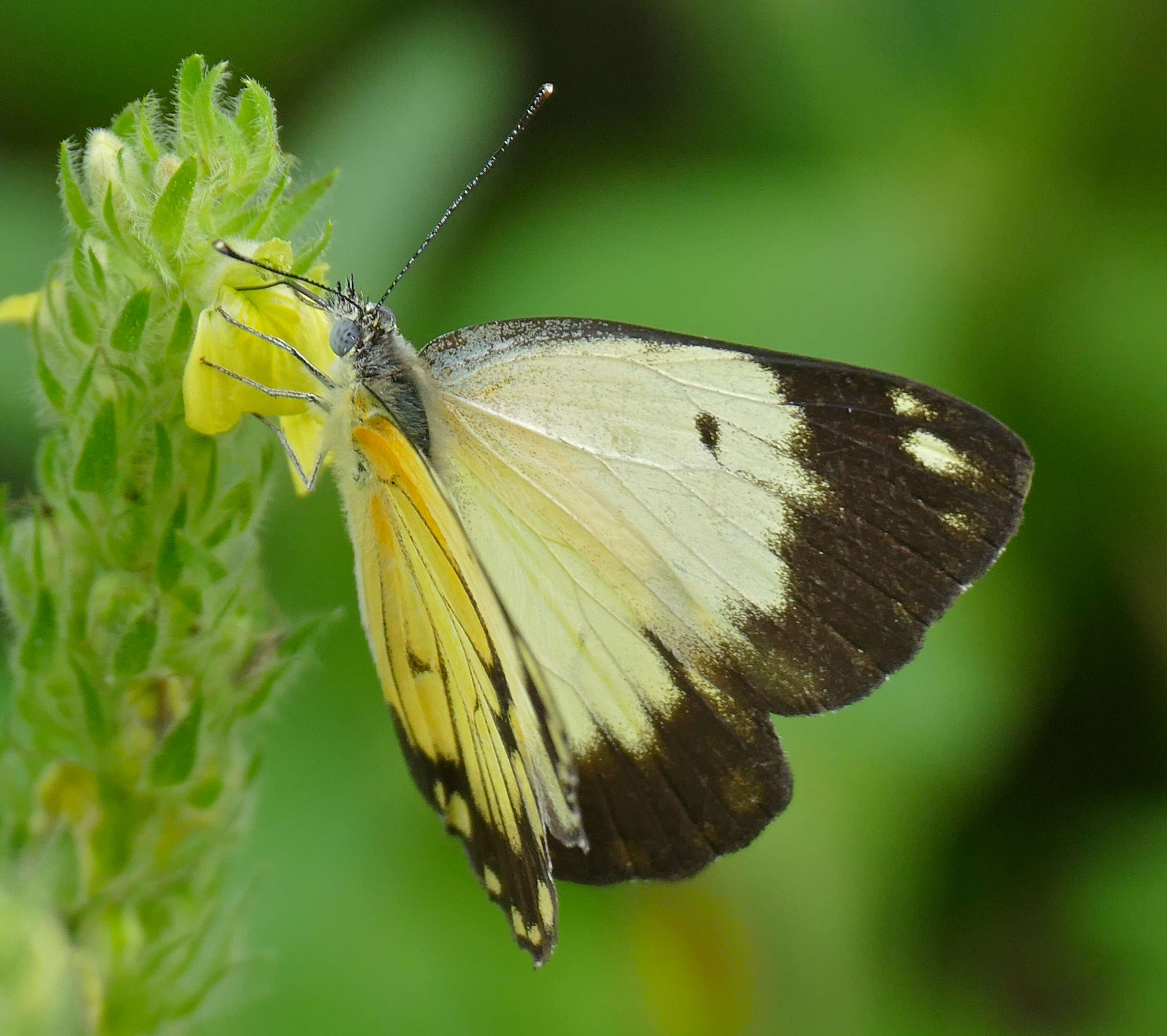 Image of Belenois creona (Cramer (1776))