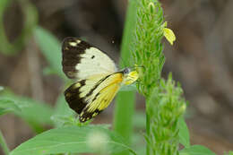 Image of Belenois creona (Cramer (1776))