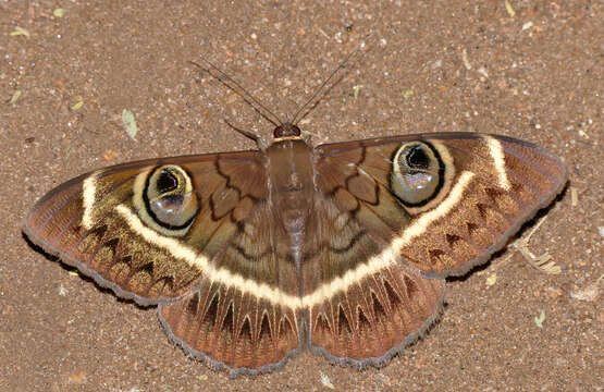 Image of Cyligramma latona Cramer 1779