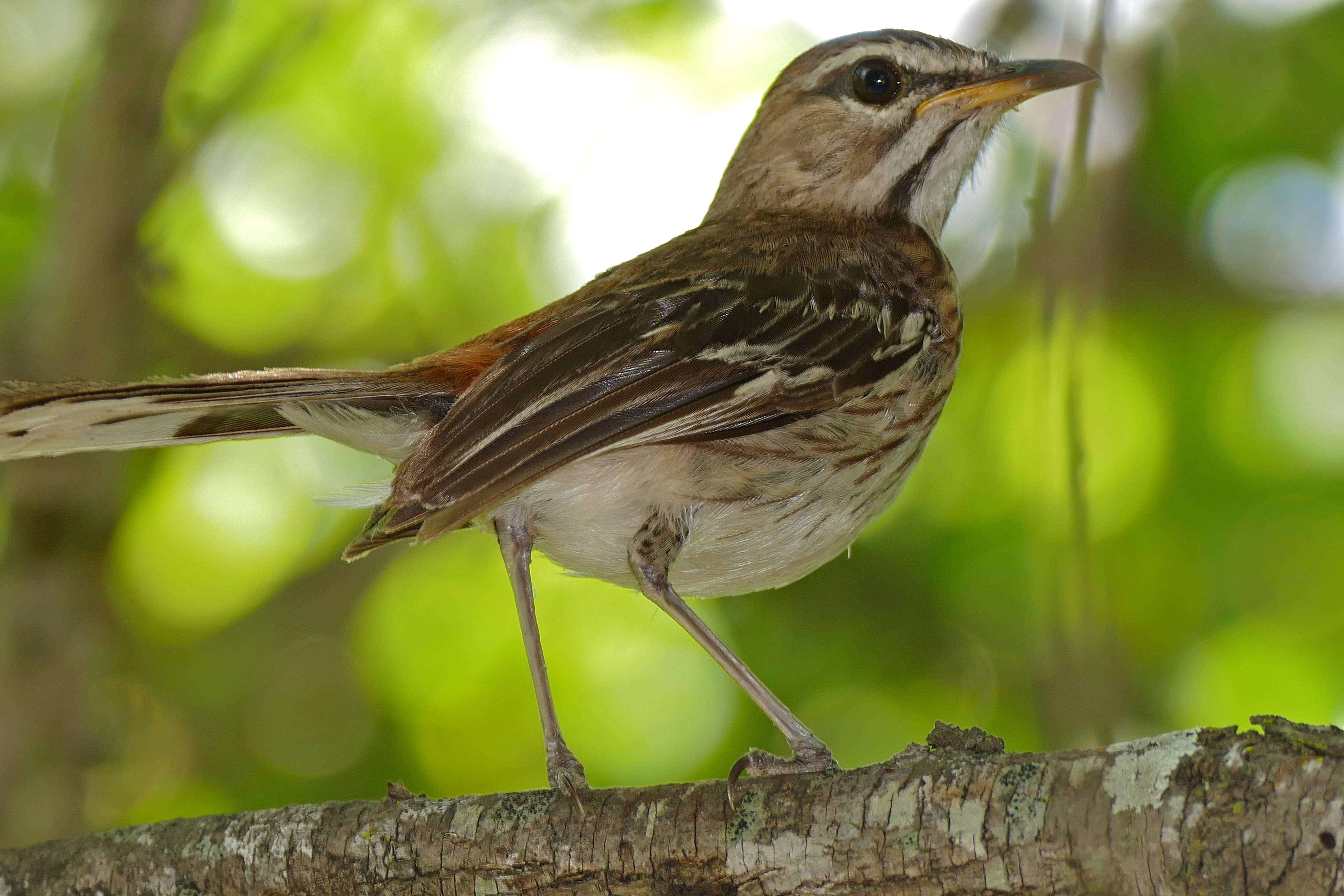 Image of White-browed Scrub Robin