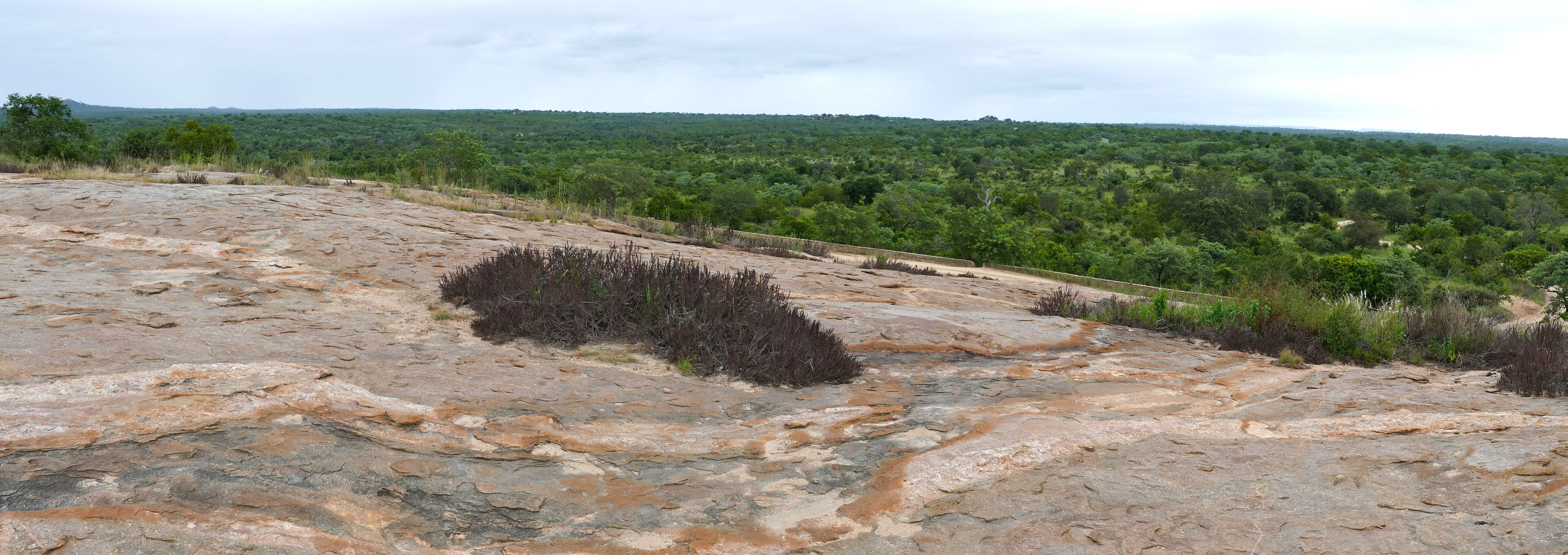 Image de Myrothamnus flabellifolius (Sond.) Welw.