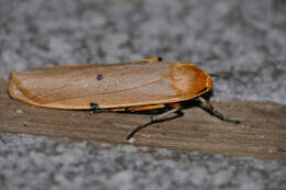 Image of Eilema similipuncta Hampson 1914