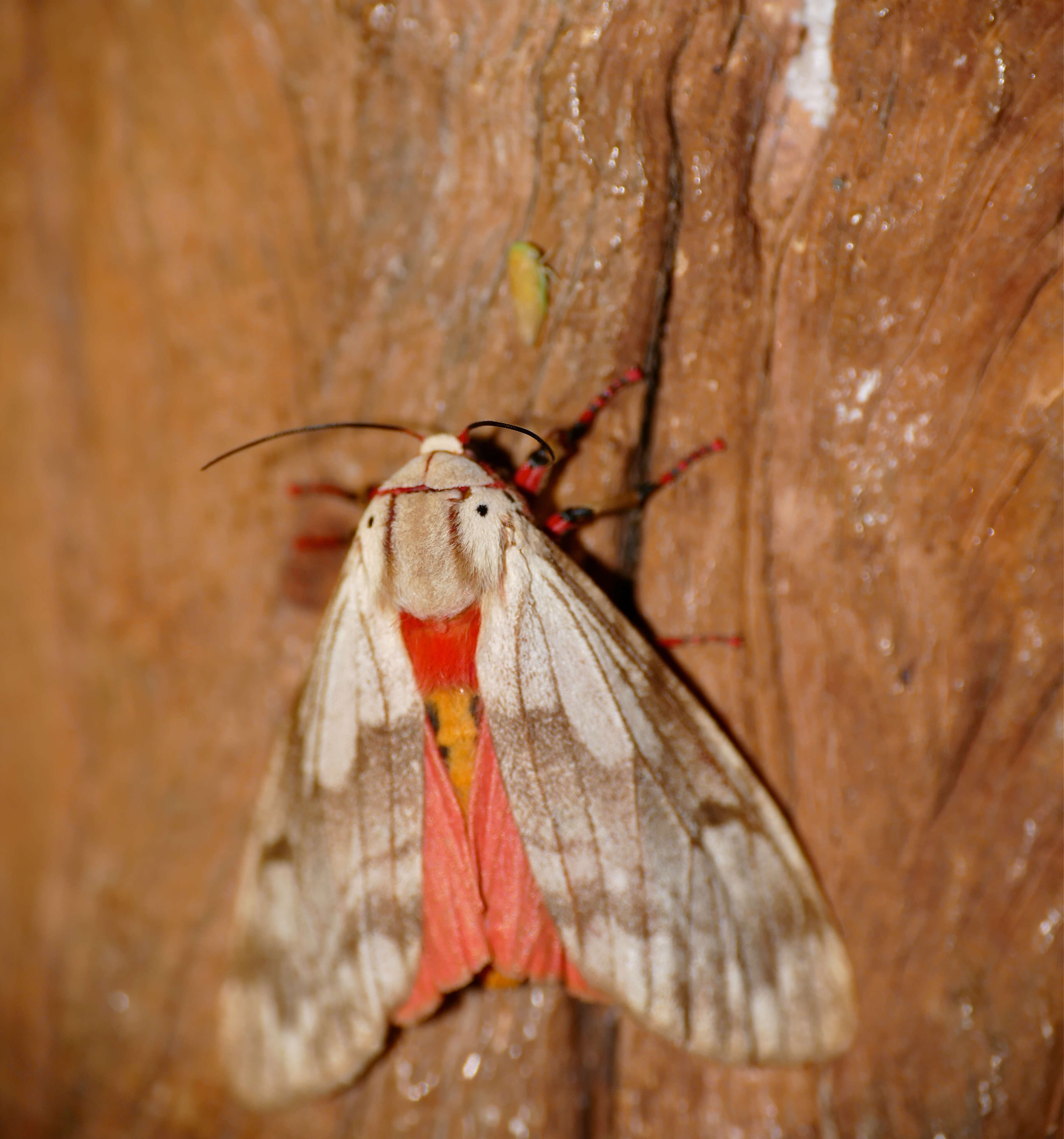 Imagem de Teracotona rhodophaea Walker 1864