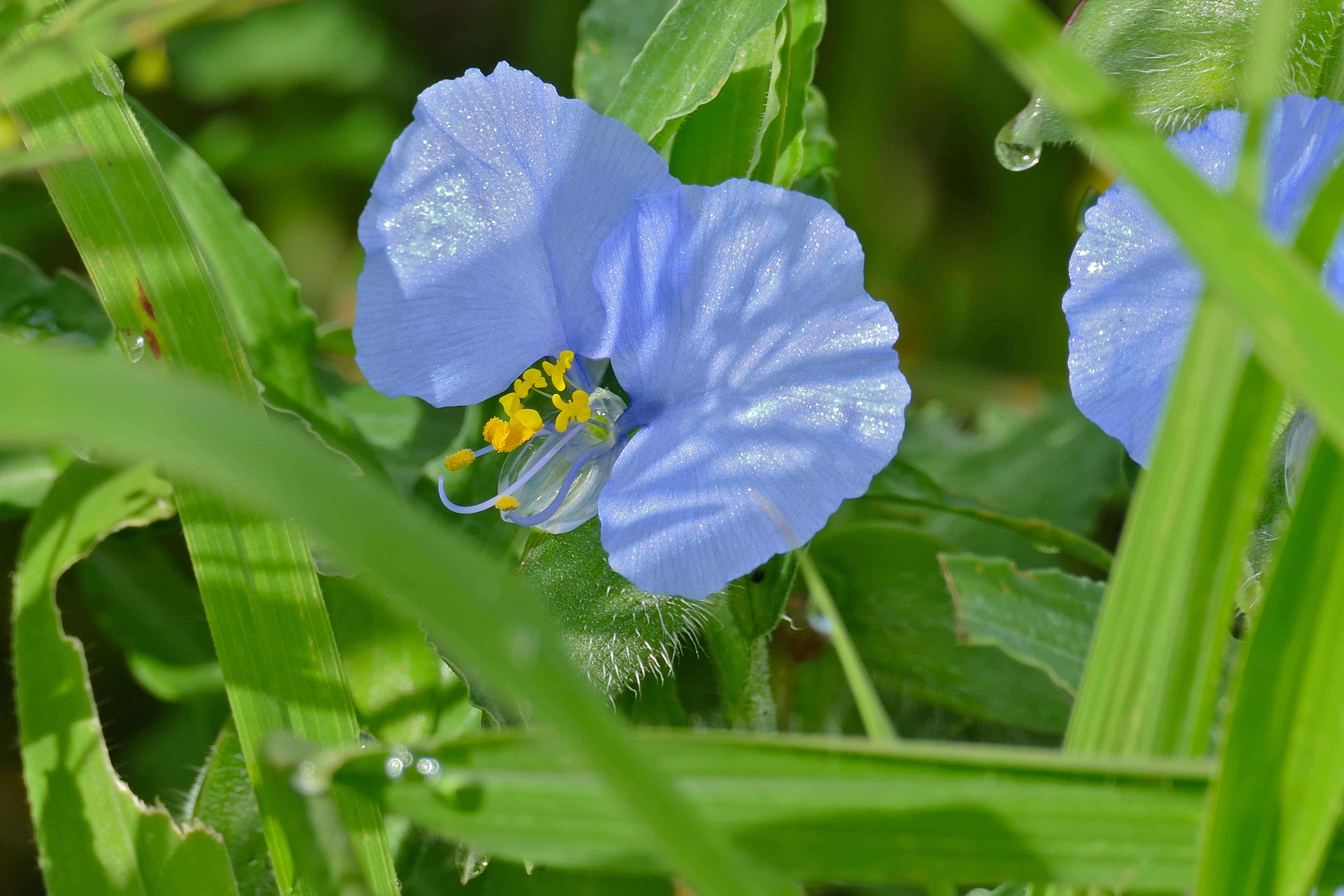 Image of Commelina eckloniana Kunth