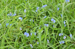 Image of Commelina eckloniana Kunth