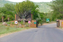 Image of Common Cadelabra tree