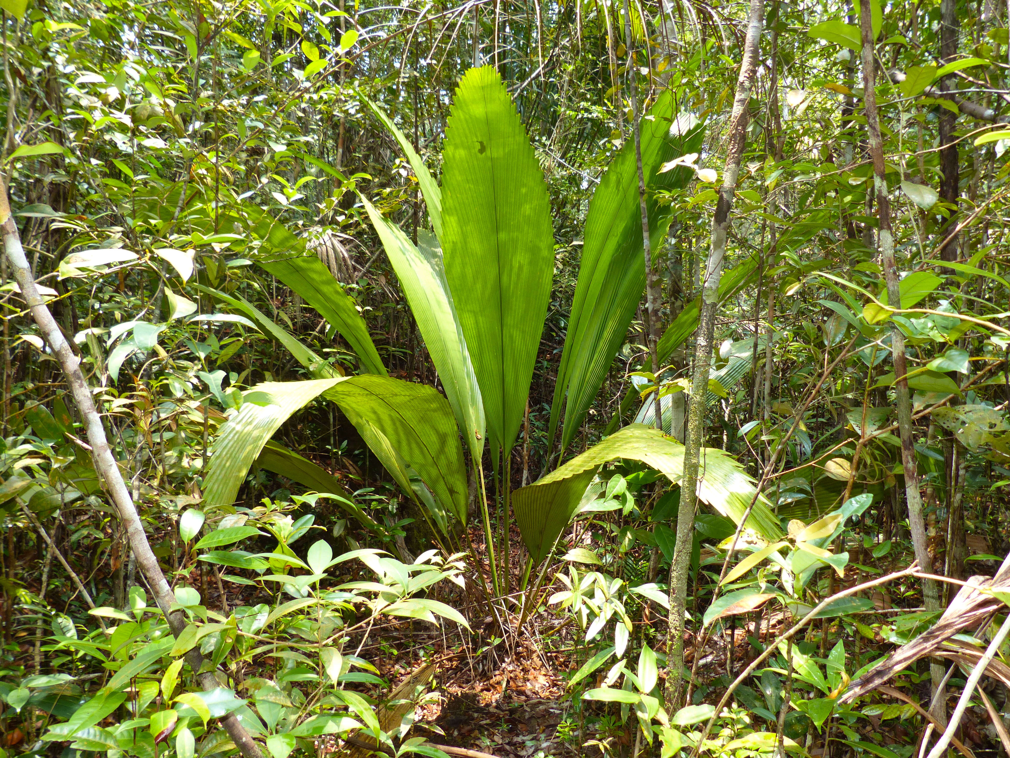 Image of Johannesteijsmannia altifrons (Rchb. fil. & Zoll.) H. E. Moore