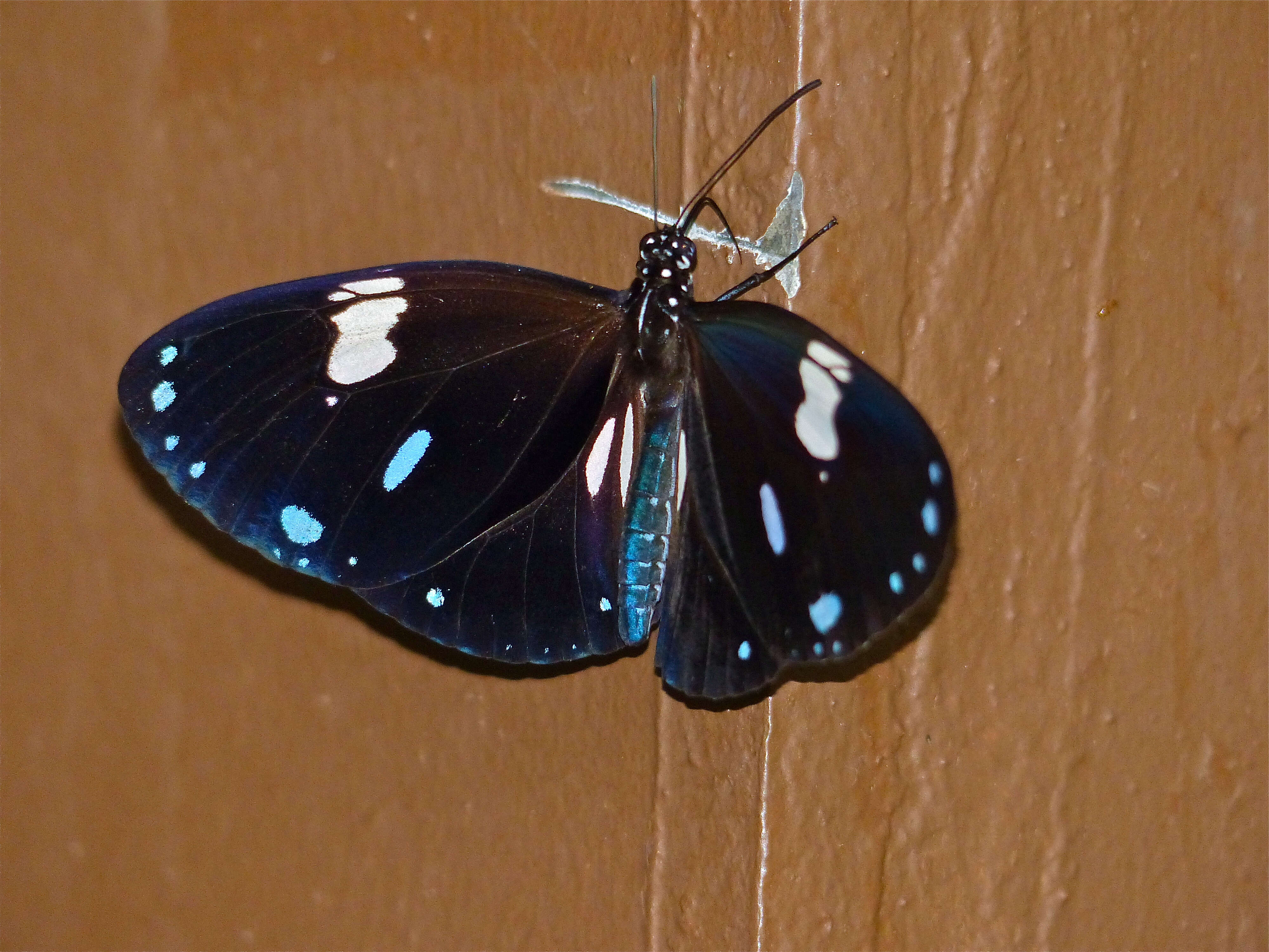 Image of Euploea radamanthus