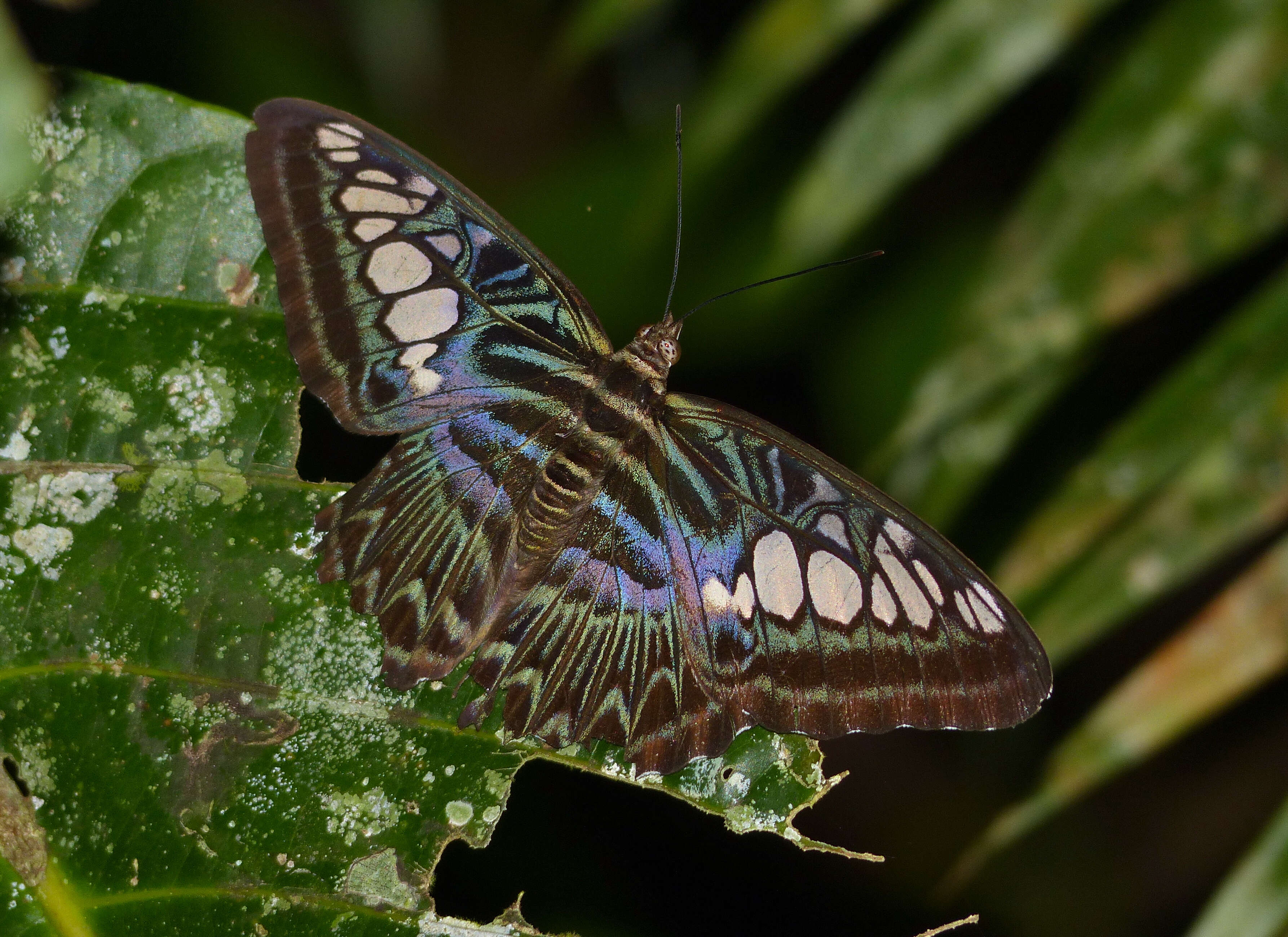 Imagem de Parthenos sylvia