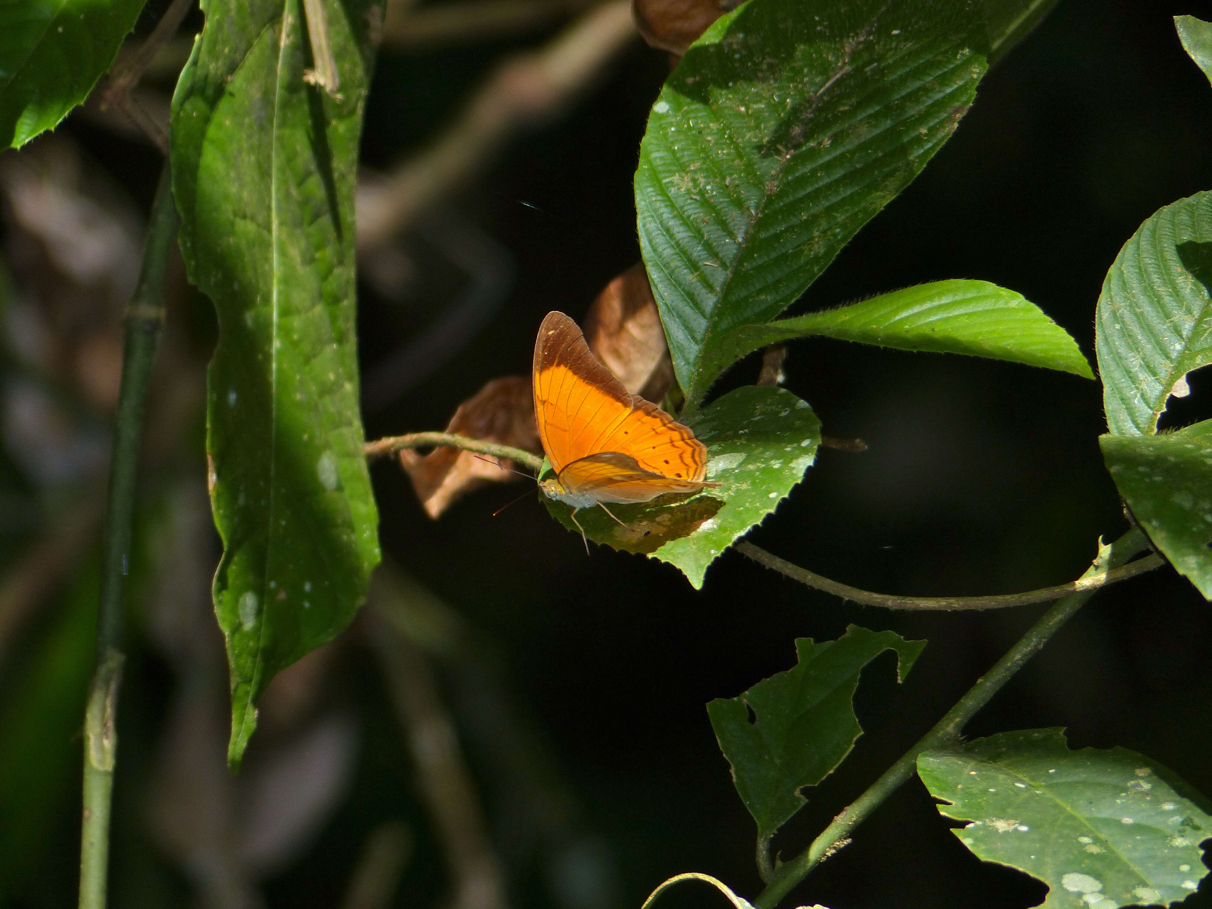 Image of Cirrochroa emalea Guérin