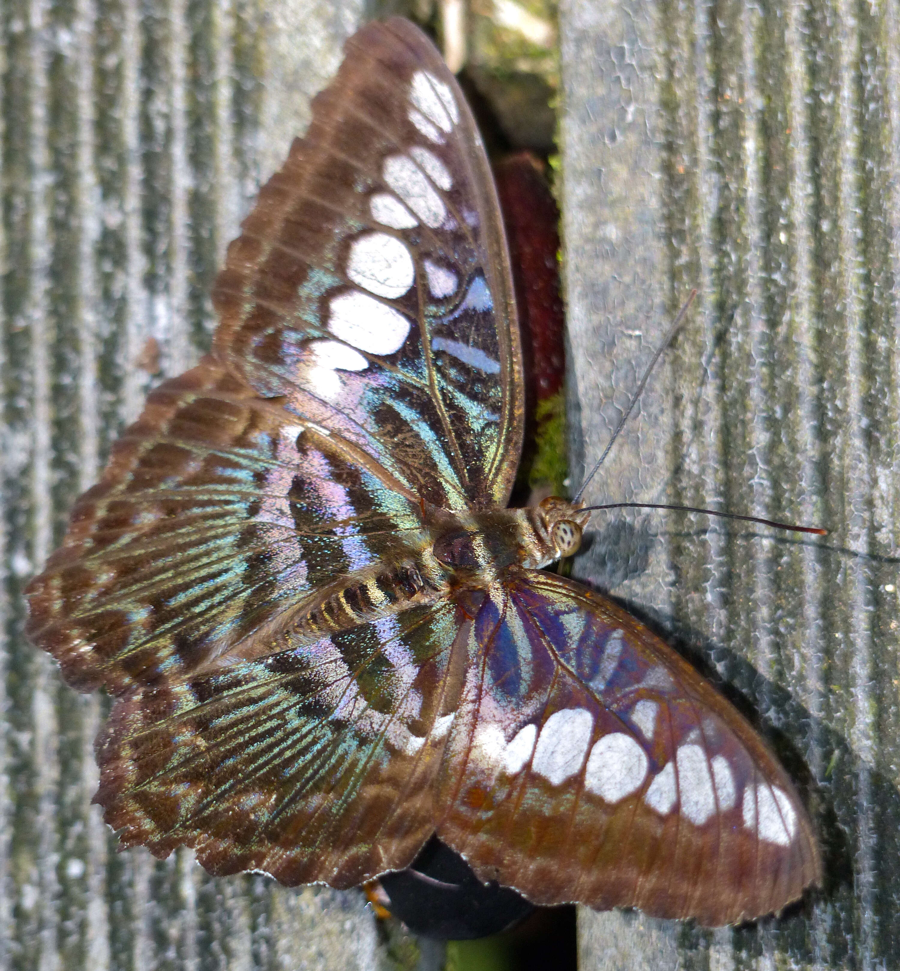 Imagem de Parthenos sylvia