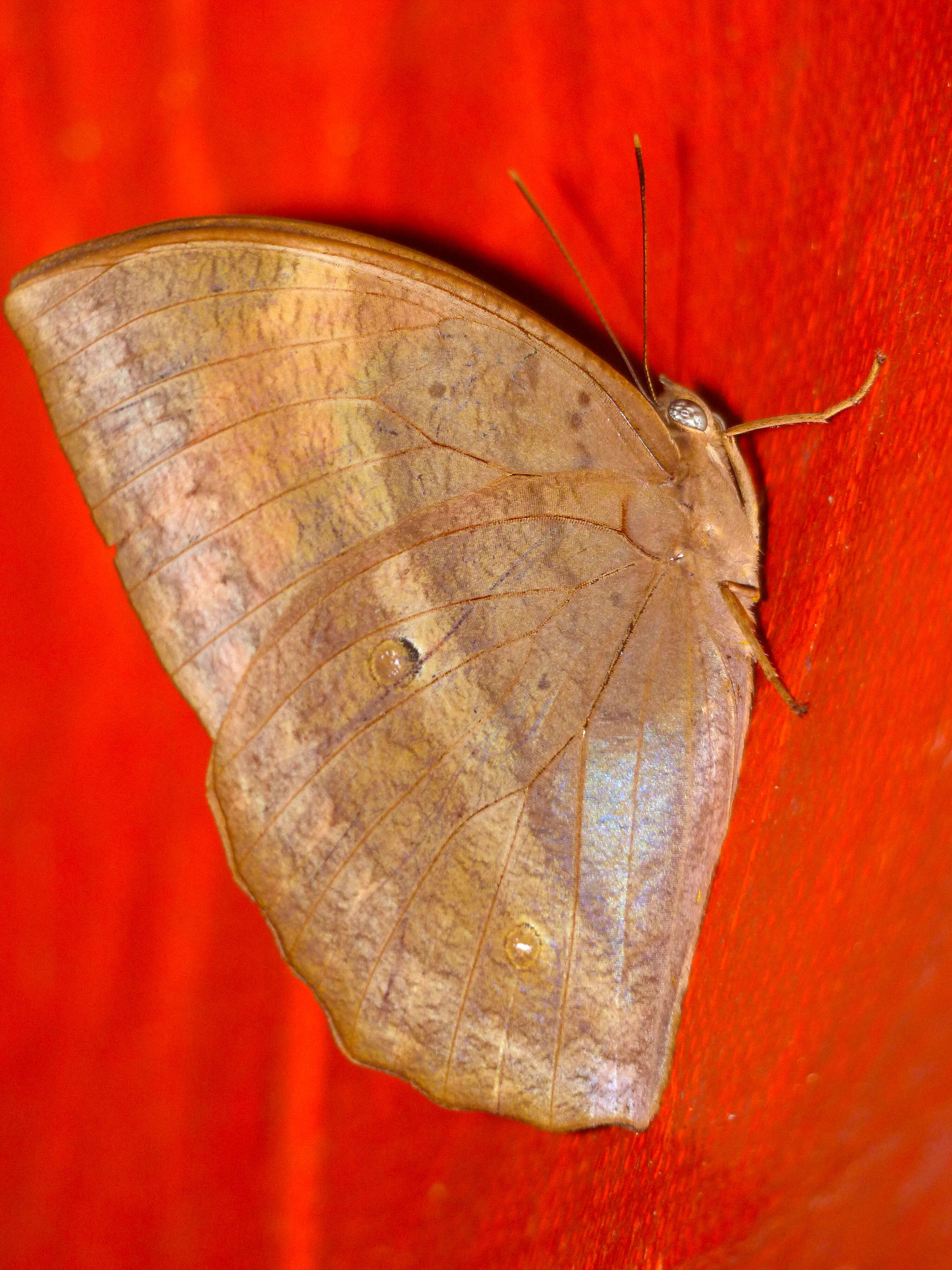 Imagem de Discophora sondaica Boisduval 1836