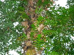 Image of basket fern