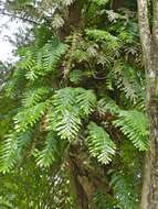 Image of basket fern