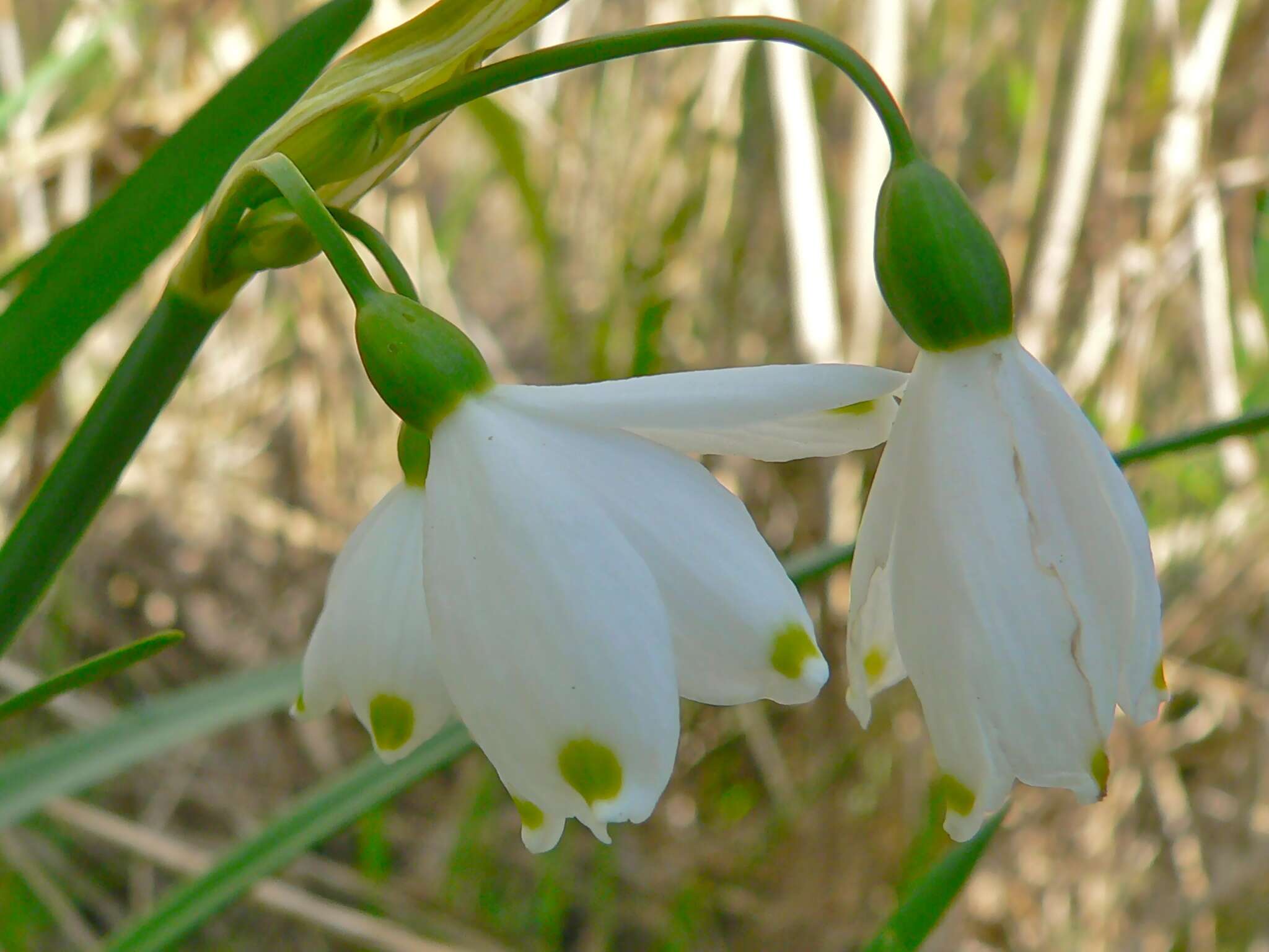 Image of Loddon lily