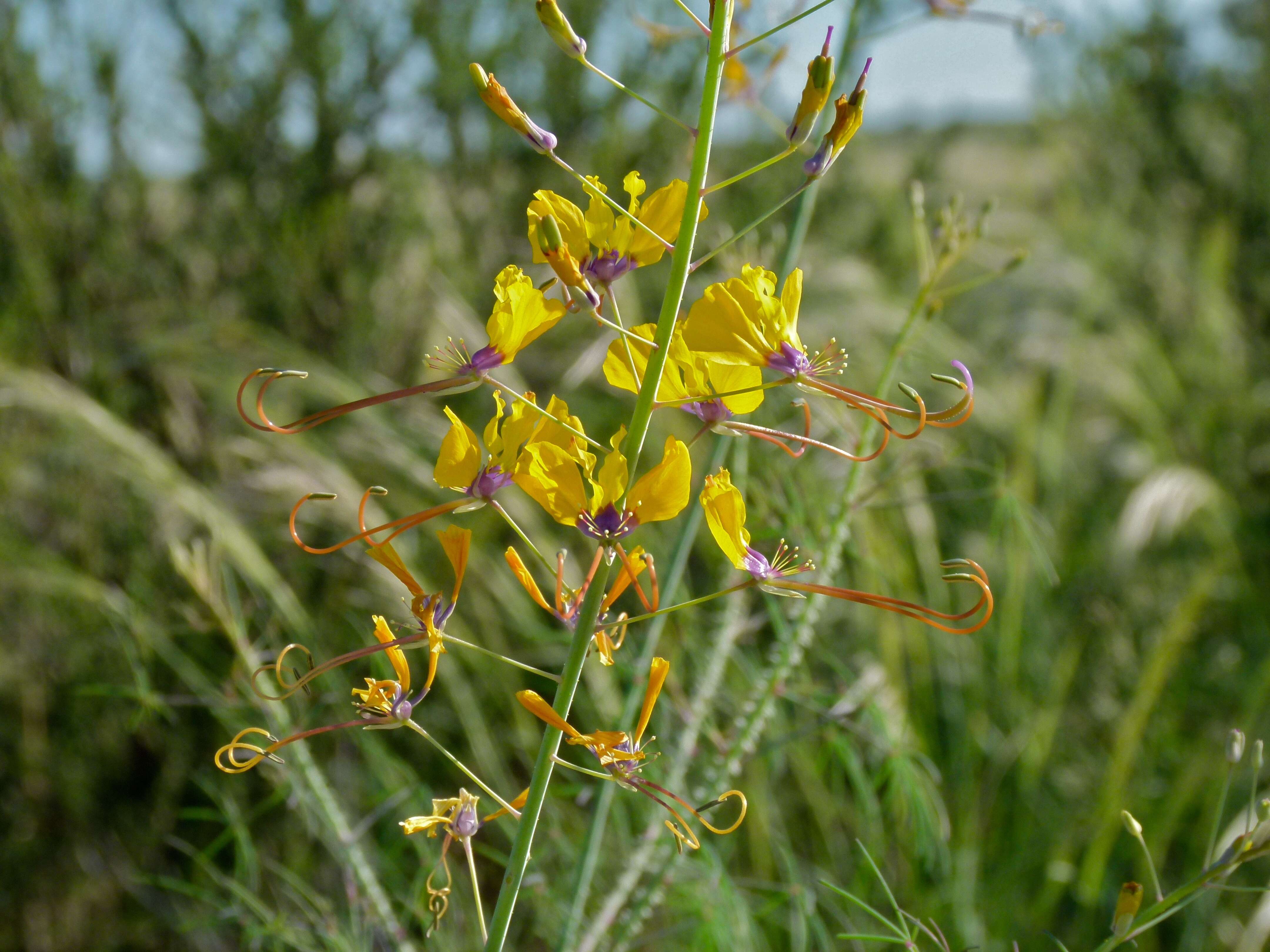 Image of Cleome angustifolia