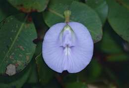 Image of spurred butterfly pea