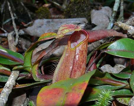 Слика од Nepenthes tentaculata Hook. fil.