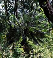 Image de Cycas pectinata Buch.-Ham.