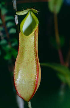 Слика од Nepenthes tentaculata Hook. fil.