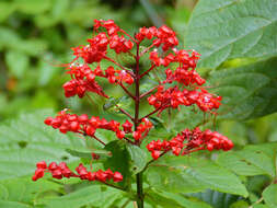 Imagem de Clerodendrum paniculatum L.