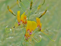 Image of Cleome angustifolia